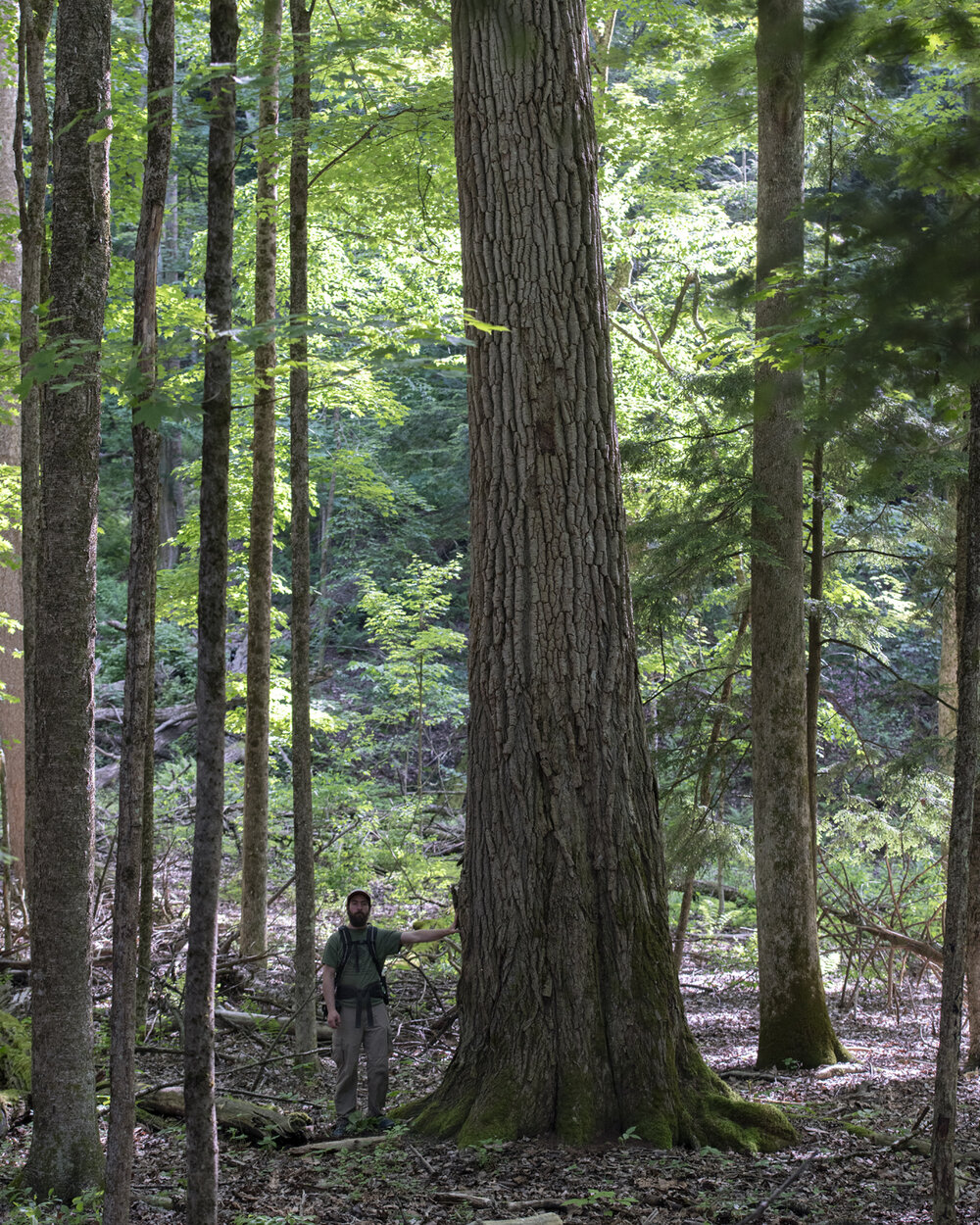 Interview with Forest Ecologist Erik Danielson in Zoar Valley