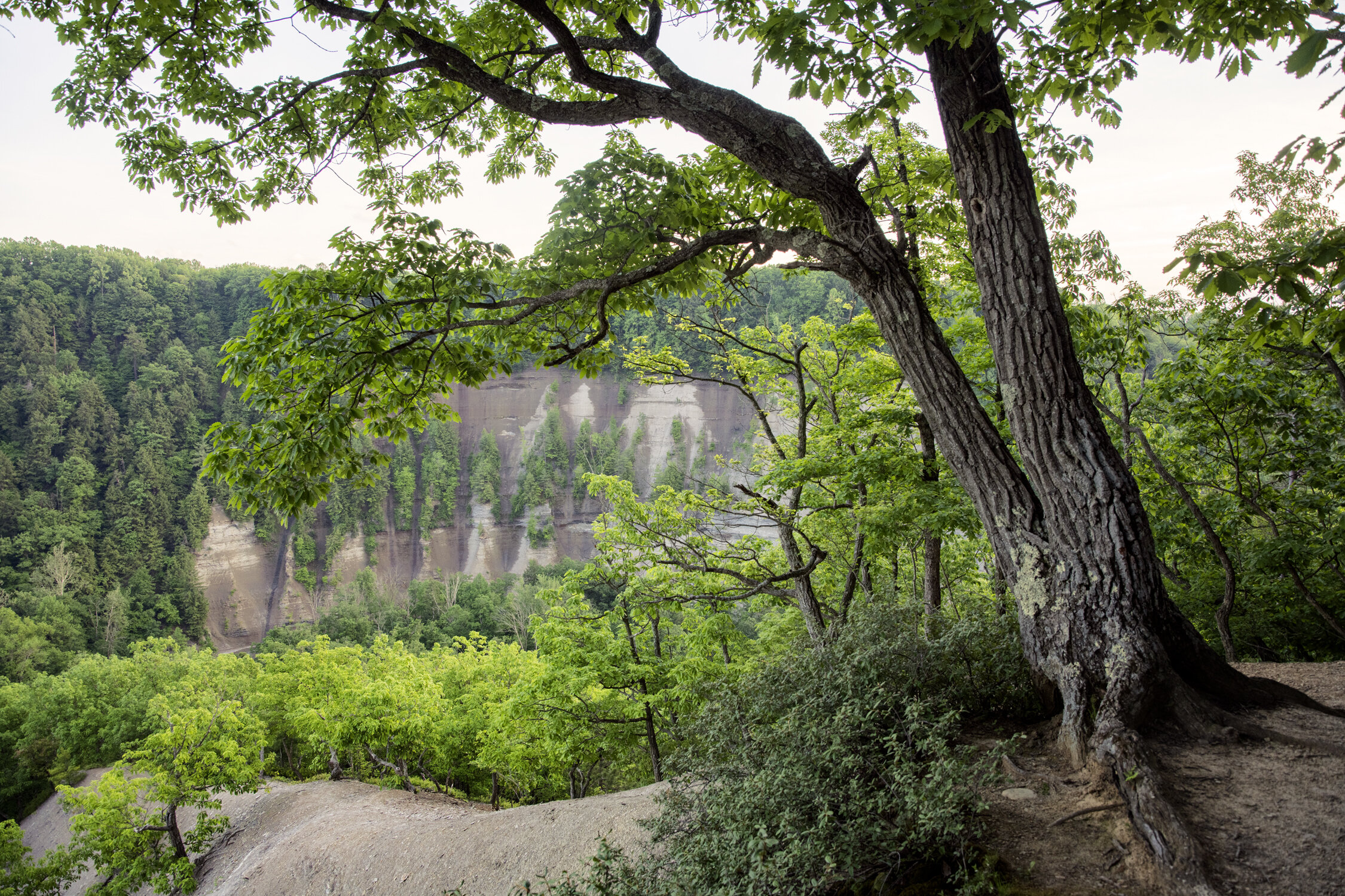 Zoar Valley: Its ecological importance and need for protection