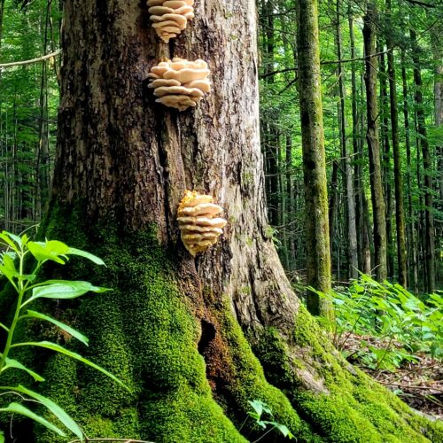 An old growth tree in Zoar Valley, with its own ecosystem of moss, fungi, and greenery.