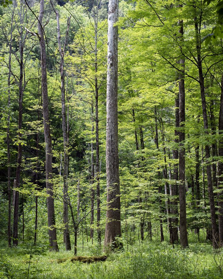 NYS DEC and the CT/NY Audubon Society Determined to Log Zoar Valley, but Citizens Say: Not So Fast