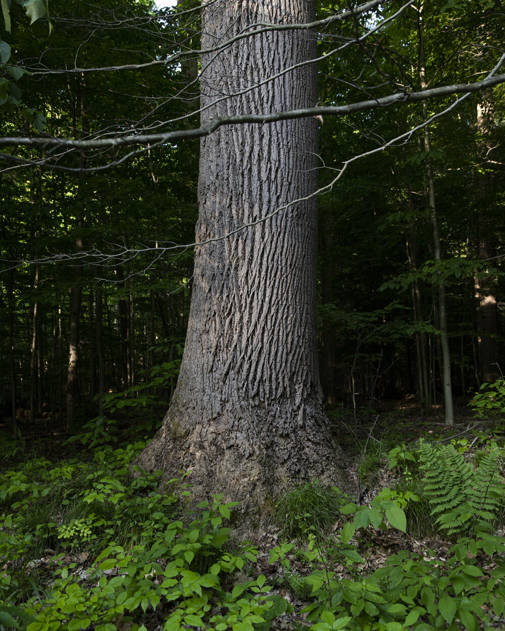 Another Voice: State DEC needs to get back to basics on Zoar Valley