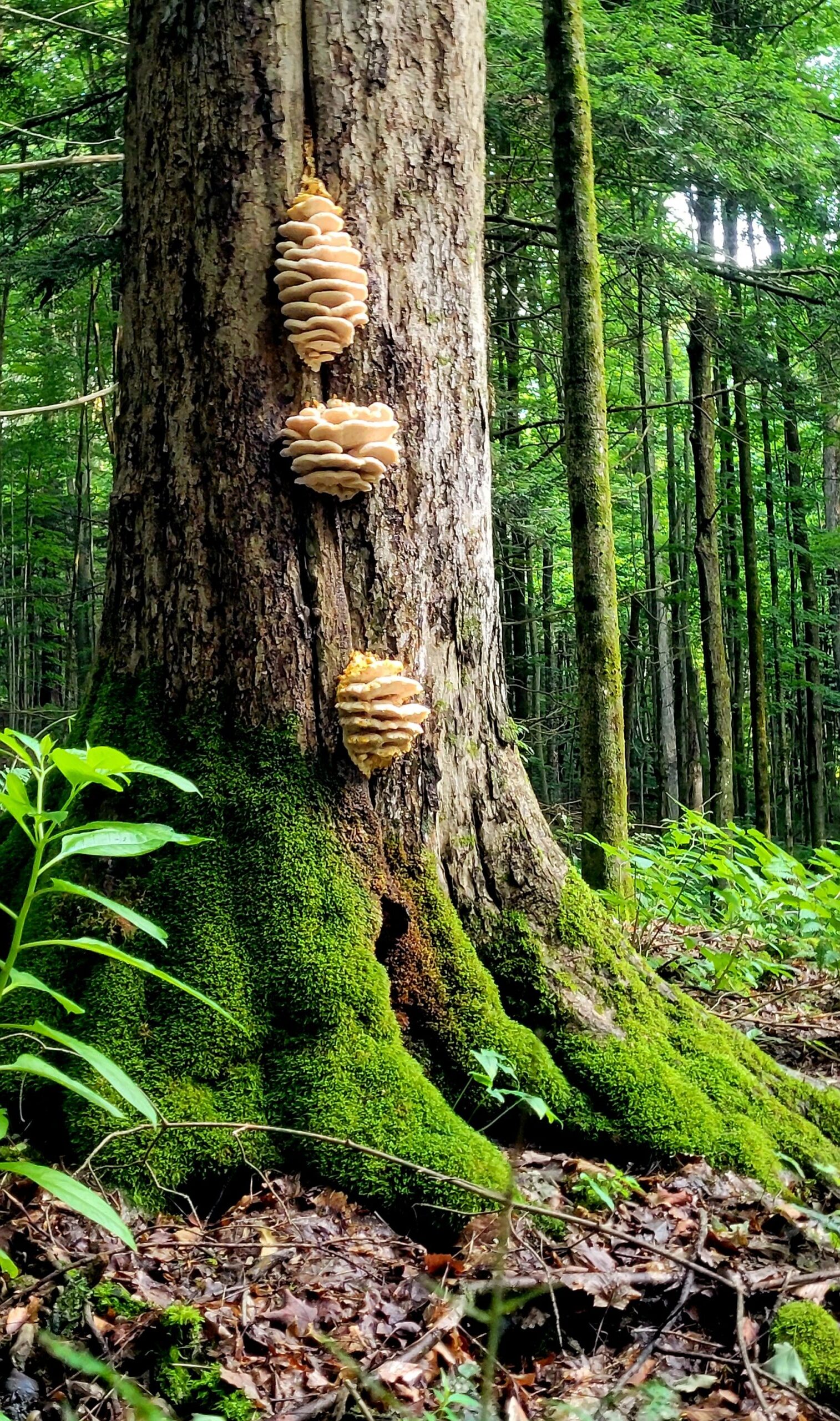 Save Zoar Valley Newsletter