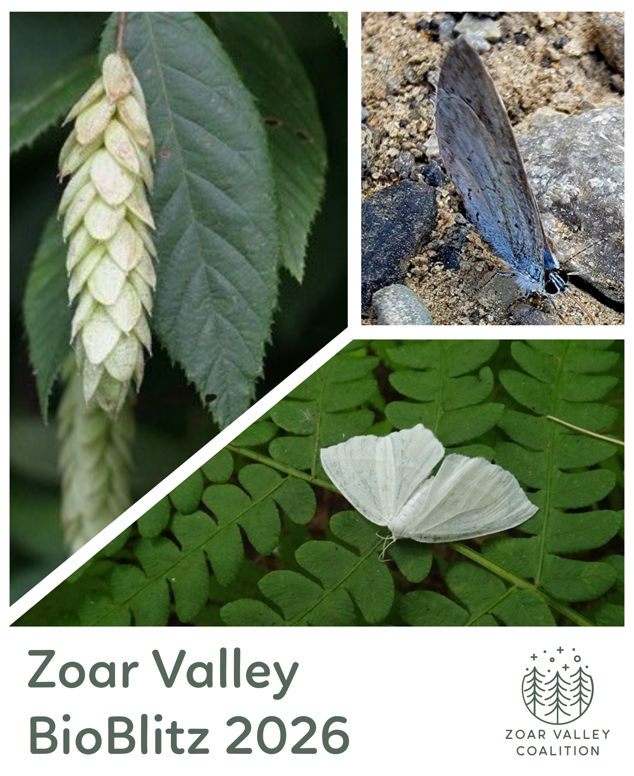 A branded graphic showing various fauna and flora found in Zoar Valley.